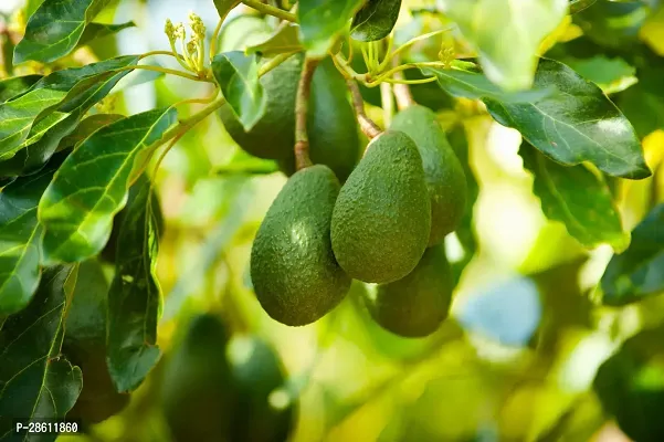 Platone Avocado Plant Avocado Plant