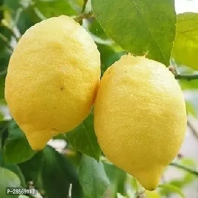 Platone Lemon Plant Heaven Of SaplingsLemon Plant(Pack Of 1)QQ-043-thumb2