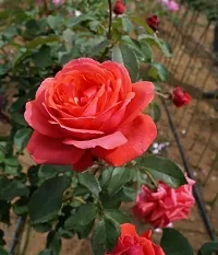 Platone Baby Sun Rose Plant Cloud Rose plant-thumb1