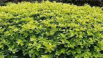 Platone Duranta Plant DURANTA PLANT BV-thumb1