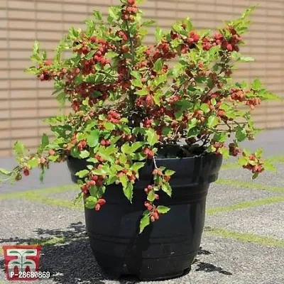 Platone ShahtootMulberry Plant shahtoot live hybrid plant