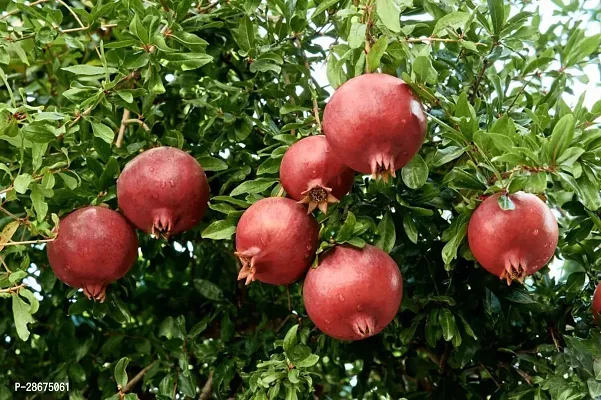 Platone Pomegranate Plant POMEGRANATEBEDANA PLANT-P58