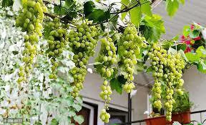 Platone Grapes Plant jkl1114