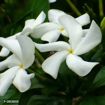 Platone Jasmine Plant MKJ-thumb0