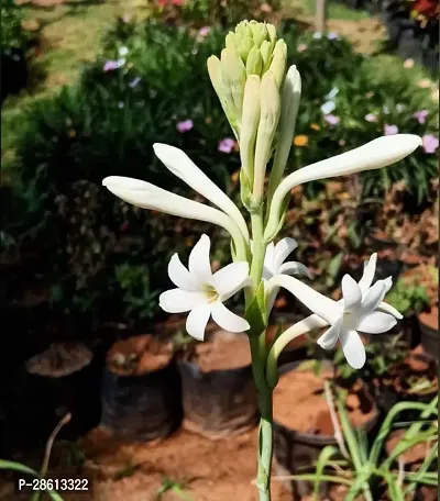 Platone TuberoseRajnigandha Plant TUBEROSE A PERFECT FLOWER PLANTRAJNIGANDHAFLOWER 009-thumb0