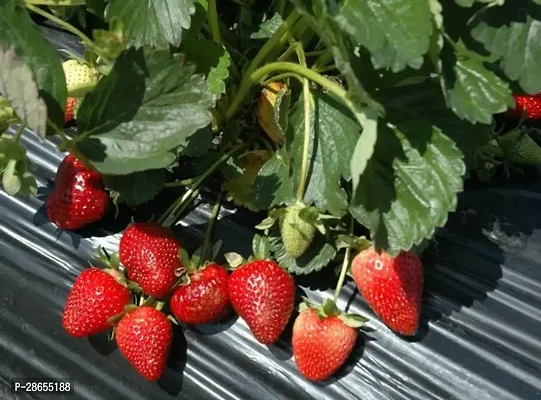 Platone Strawberry Plant Plant02