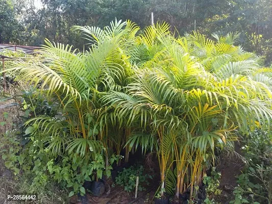 Platone Areca Palm Areca Palm Plant B12