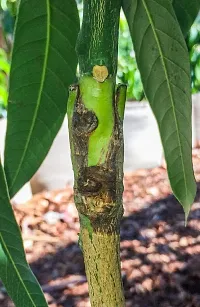 Platone Mango Plant Mango Vastra All timeVariety Fruit Grafted Live Plant Tree (1.5-2 Ft Size)-thumb2