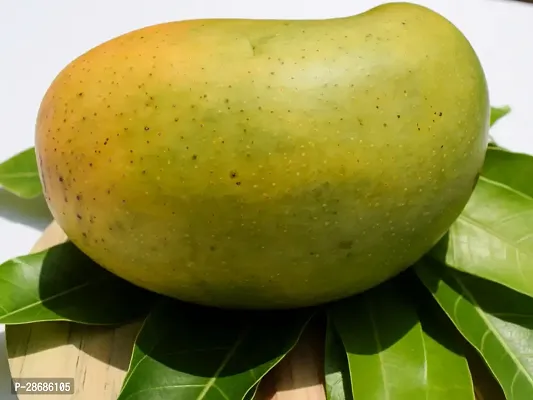 Platone Mango Plant Gir Kesar Mango Plant - Grafted-thumb2