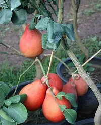 Platone Pomelo Plant Thai Red Batabi Plant-thumb2