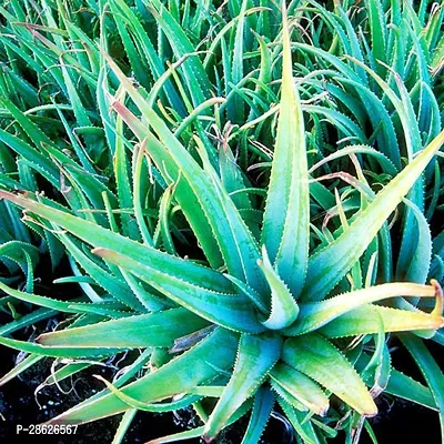 Platone Aloe Vera Plant Alovera plant