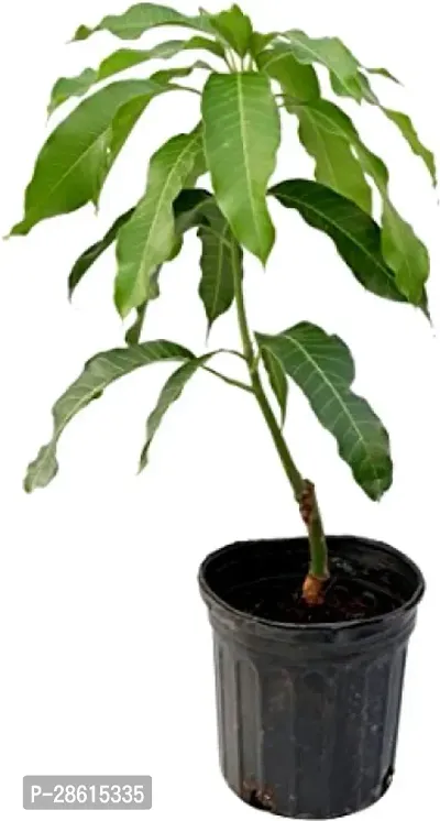 Platone Mango Plant lz01-thumb0