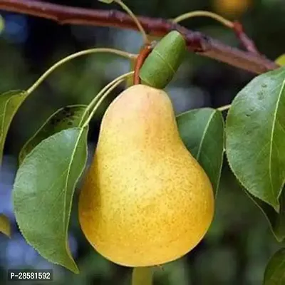 Platone Pear Plant Nashpati (pear) Fruit Plant by Plants Bazar