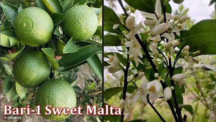 Platone Lemon Plant Thai BARI 1 Malta Mosambi Sweet Lemon grafted fruit tree 1.6 feet live plant suitable for Bonsai-thumb3