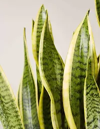 Platone Snake Plant Snake Plant Ornamental-thumb1