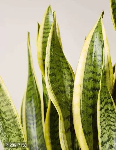 Platone Snake Plant Snake Plant Ornamental-thumb2