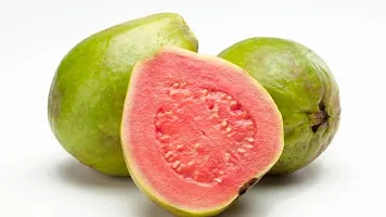 Platone Guava Plant GUAVA01-thumb1