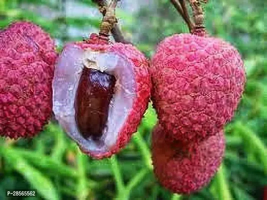 Platone Litchi Plant Shahi Variant Sweet Tasty Litchi Plant Grafted.-thumb0