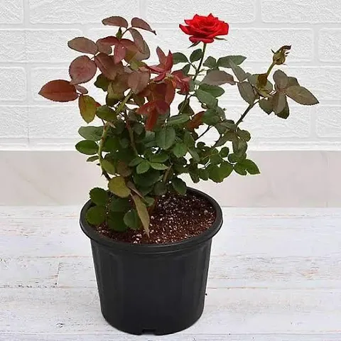 New Arrival Plant & Planters 