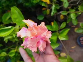 Platone Hibiscus Plant Hibiscus Double Orange flower Live Plant-thumb1