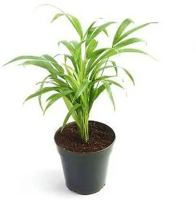 Limited Stock!! Plant & Planters 