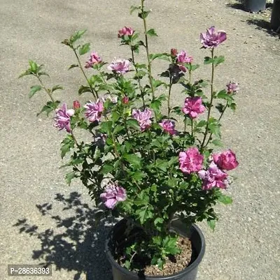 Platone Hibiscus Plant HIBISCUS PLANT