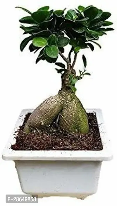 Platone Ficus Bonsai Plant GHBN178-thumb0