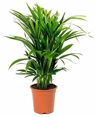 Best Selling Plant & Planters 