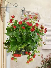 Platone Strawberry Plant Live strawberry plant 8-thumb1