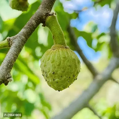 Platone Custard Apple Plant Custard Apple Live Plant Disha-200641