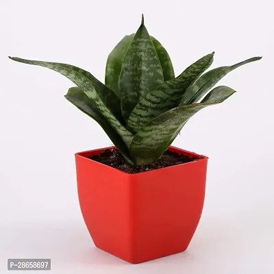 Platone Money Plant WoodGibbsGifts-WB-181-thumb2