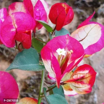 Platone Baugainvillea Plant Bougainvillea Chittra flower plantB1