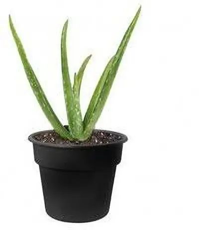 Best Selling Plant & Planters 