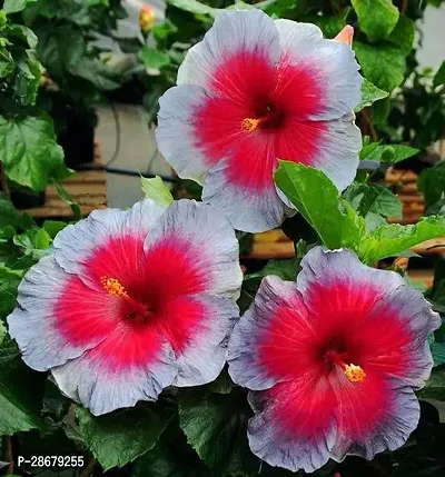 Platone Hibiscus Plant Red-White Shade Hibiscus Plant-thumb0