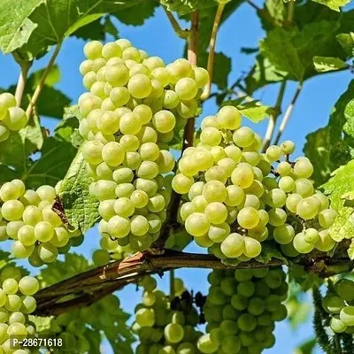 Platone Grape Plant Grape fruit plant-thumb0