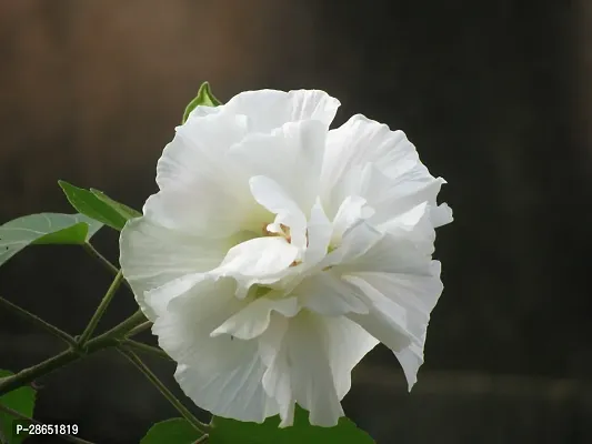 Platone Lotus Plant White_lotus_04_Plant