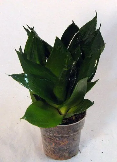 Limited Stock!! Plant & Planters 