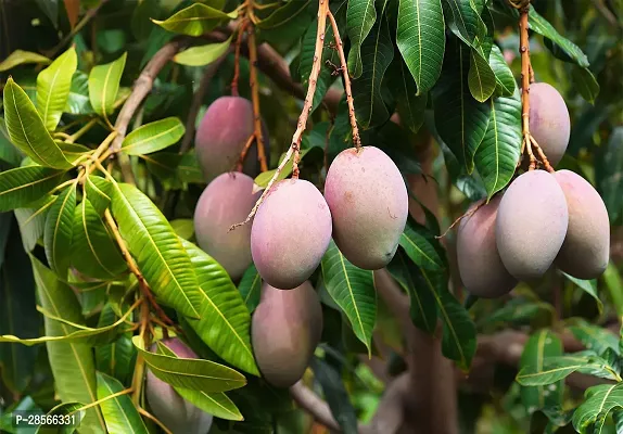 Platone Mango Plant Sweet mango plant-thumb0