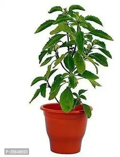 Platone Tulsi Plant Shyama Tulsi Plant-thumb0