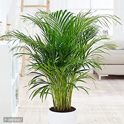 Platone Areca Plam Areca Palm Plants