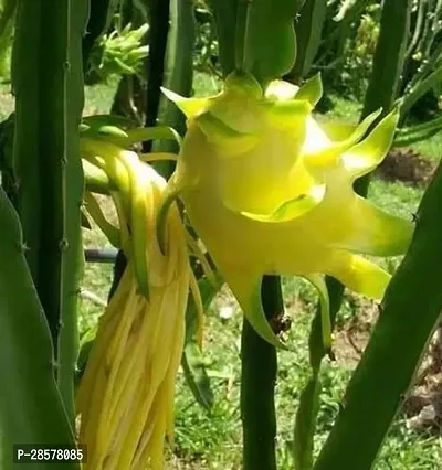 Platone Dragon Tree Hybrid yellow dragon fruit plant, pack of 1