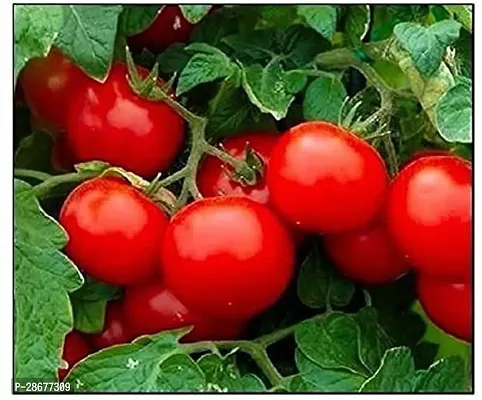 Platone Tomato Plant tamatar29-thumb0