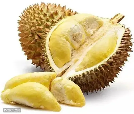 Platone Exotic Succulent Durian Fruit - Fruit PlantsTree-thumb0