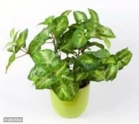 Platone Syngonium Plant Syngonium Plant-thumb0