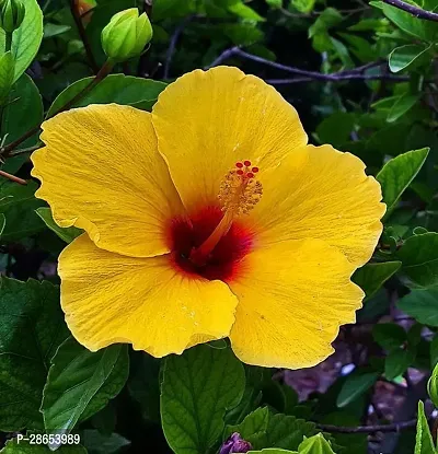 Platone Hibiscus Plant Hibiscus-thumb3