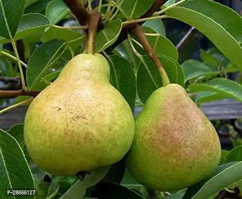 Platone Pear Plant nasi7