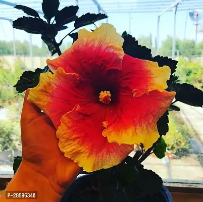 Platone Hibiscus Plant Gardendecore Hibiscus Flower Plant Live 008