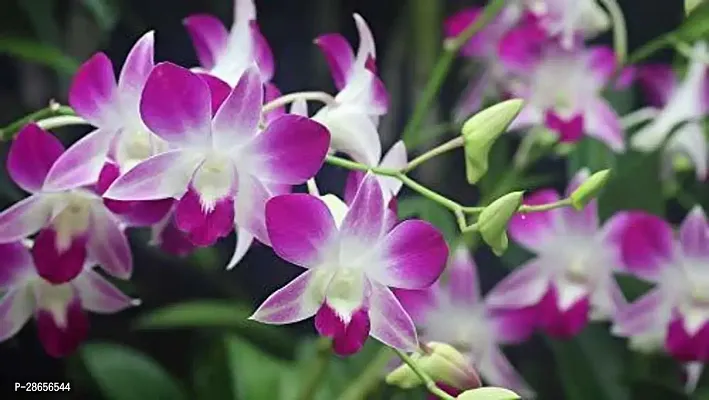 Orchid Plant