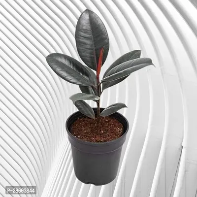 Platone Rubber Tree Live Rubber Plant for Indoor Home DecorationAir Purification v26-thumb0