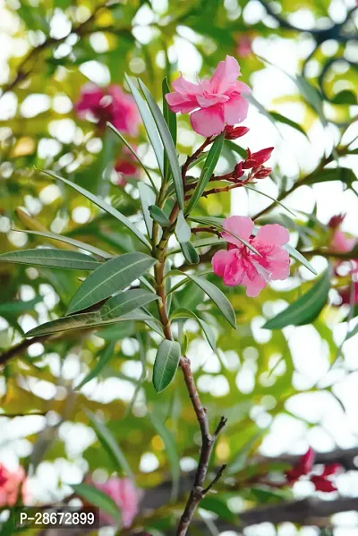 Platone Lily Plant Pink_lily